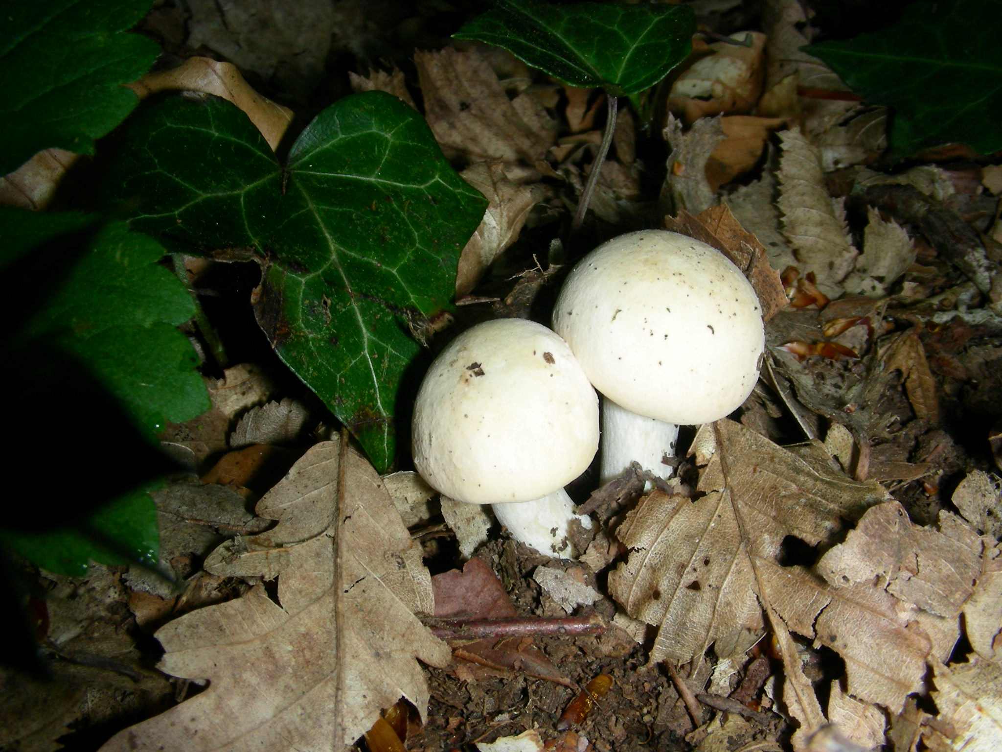 1645 Aprile vecchio ritrovamento